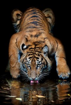 sumarian tiger