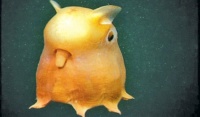 DUMBO OCTOPUS