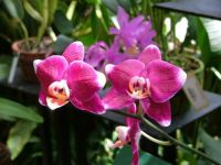 Selby Gardens Orchids