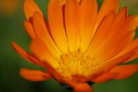 Orange Flower2