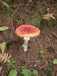 Mushroom...