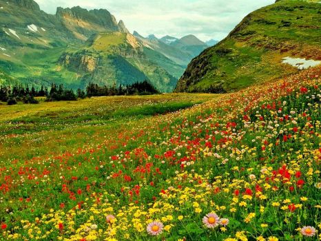 Alpine Flower Fields