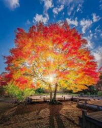 Radiant Fall Tree
