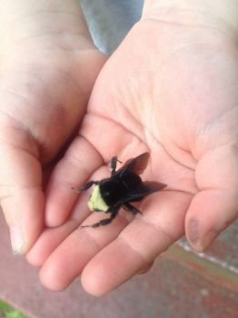 I'm bringing home a baby bumblebee.....