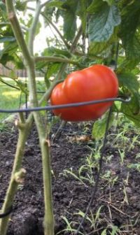 First Tomato of the Season
