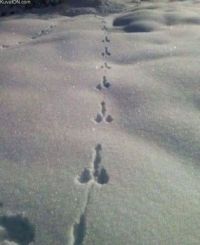 Hare's footsteps
