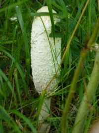 mushrooms_Coprinus comatus