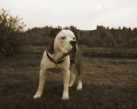 best breed ever