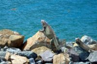 Iguanas on the Cruise Dock at Charlotte Amelie, St. Thomas