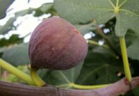 Who Gives a Fig!