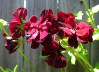 Dark red geranium