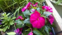 New Guinea Impatiens, Impatiens Balsaminaceae