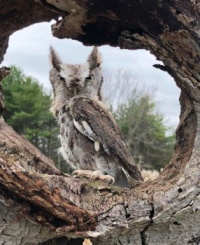 Gordie, the Eastern Screech Owl