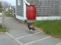 Turkey  Anyone?