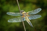 Four Spotted Chaser Dragonfly