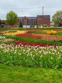 Many Colors of Tulips.