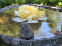 Yellow Rose in the fountain