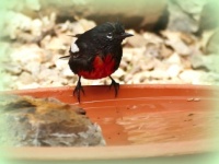 Painted Redstart