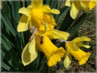 Beautiful spring  -  Krásné jaro