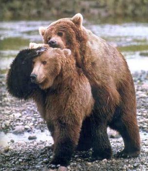 Nesikovný medved a medvedice