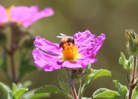 Honeybee on Rock Rose, Safari Park, Escondido, California