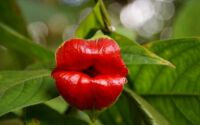 psychotria poeppigiana(Hot Red Lips of Nature)