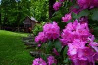 Spring-WV-Gristmill-Flowers