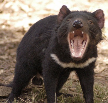 Tasmanian Devil 😈