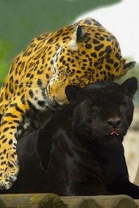 Brown and Black Leopard  Fely Martinez et al