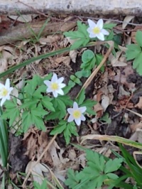 Wood anemone