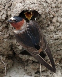 Cliff Swallow Feeding Chick, Lagoon Trail, Del Mar, California