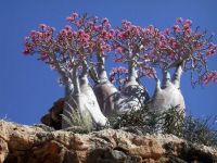 Socotra, Yemen