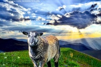 A sheep in the meadow  🌄