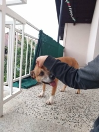 Megi