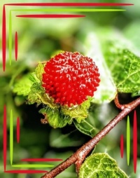... fruit 🍓💚