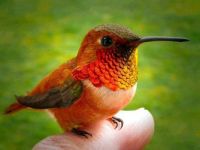 bee hummingbird red