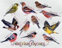 British Finches