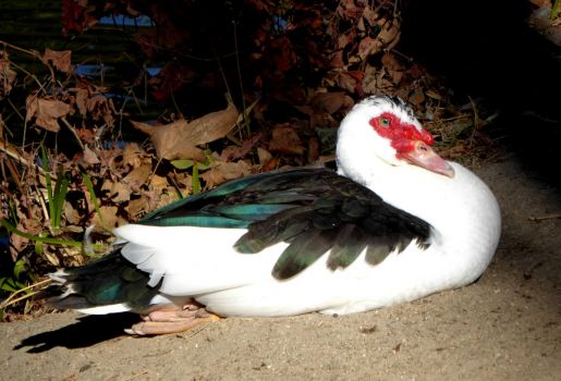 AN AGGRESSIVE BEAUTY -- MUSCOVY DUCK