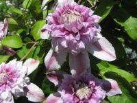 Clematis