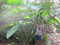 Giant Elephant Ear