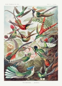Trochilidae–Kolibris