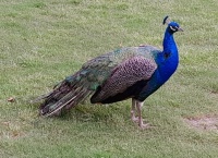 Peacock on our walk