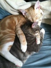 Finn & Loïe, snuggling