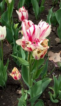 Flaming Club Tulip