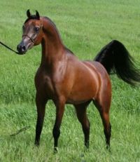 Cavallo-arabo-puro
