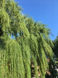 A small segment of a Majestic Weeping Willow Tree