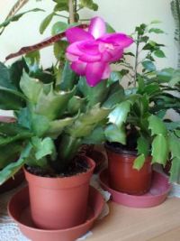 Easter cactus