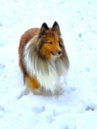 Sheltie on a Snowy Day