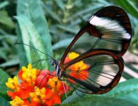 glass-winged butterfly