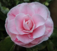 My Camellia ...first blossom